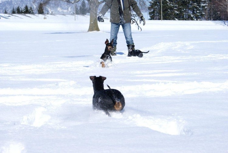 Schllenberg Manchester Terriers  In The Snow
